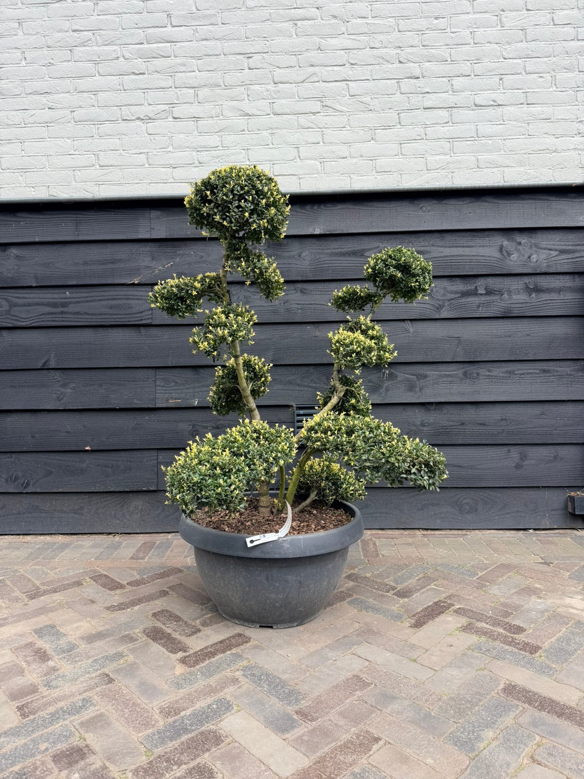 Ilex crenata kinme bonsai, Tuin en Terras, Planten | Bomen, Volle zon, Bloeit niet, Minder dan 100 cm, Overige soorten