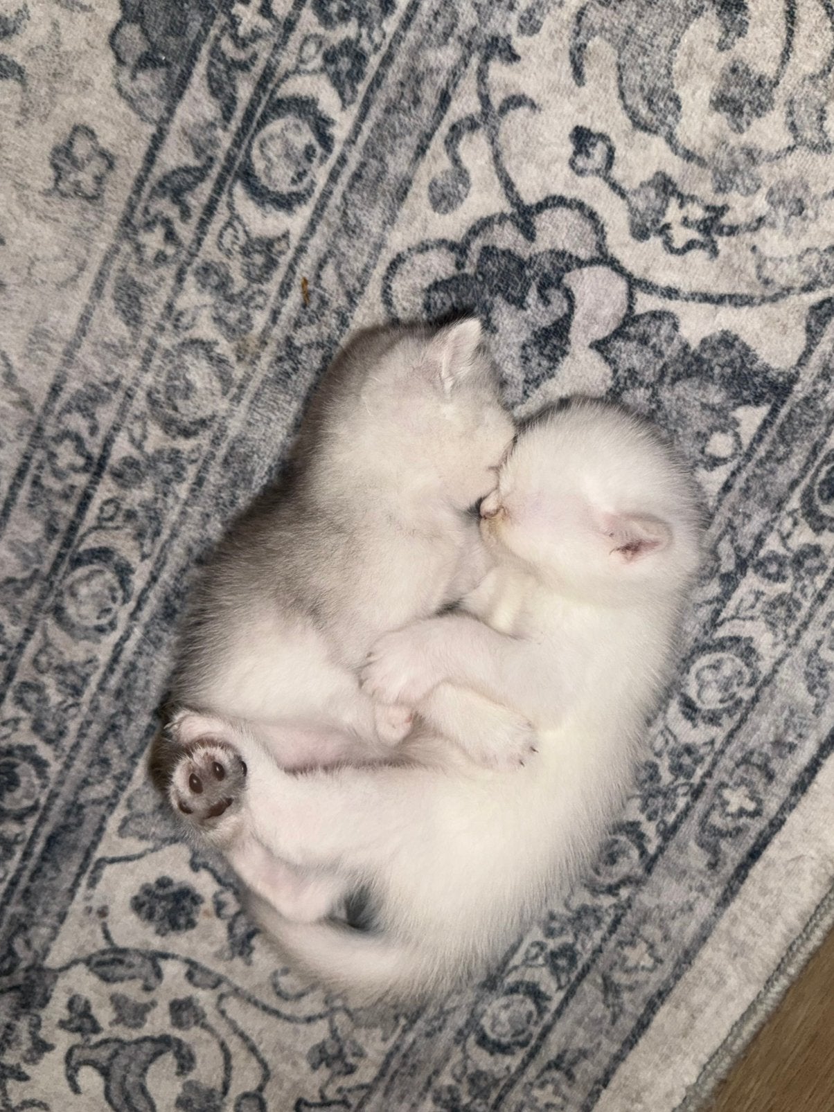Britse korthaar kitten LAATSTE, Dieren en Toebehoren, Meerdere dieren