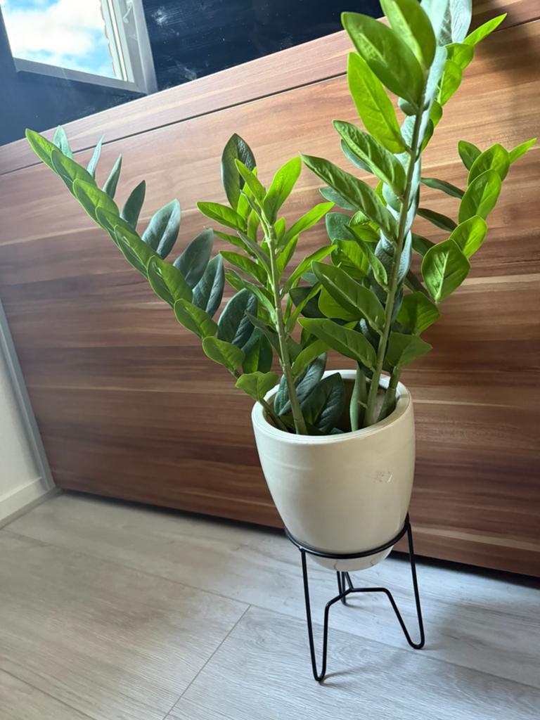 Kamerplant in beige crème pot met modern onderstel, Overige soorten, In pot, Minder dan 100 cm, Groene kamerplant
