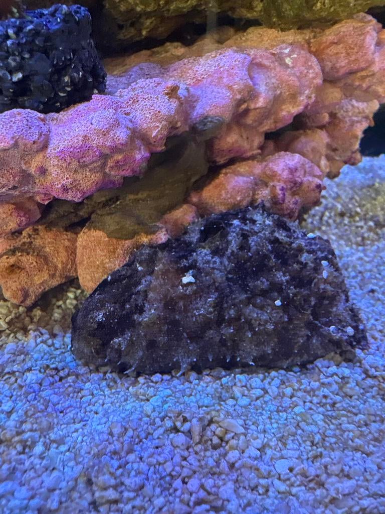Zeehaas, Dieren en Toebehoren, Vissen | Aquariumvissen, Slak of Weekdier, Zoutwatervis