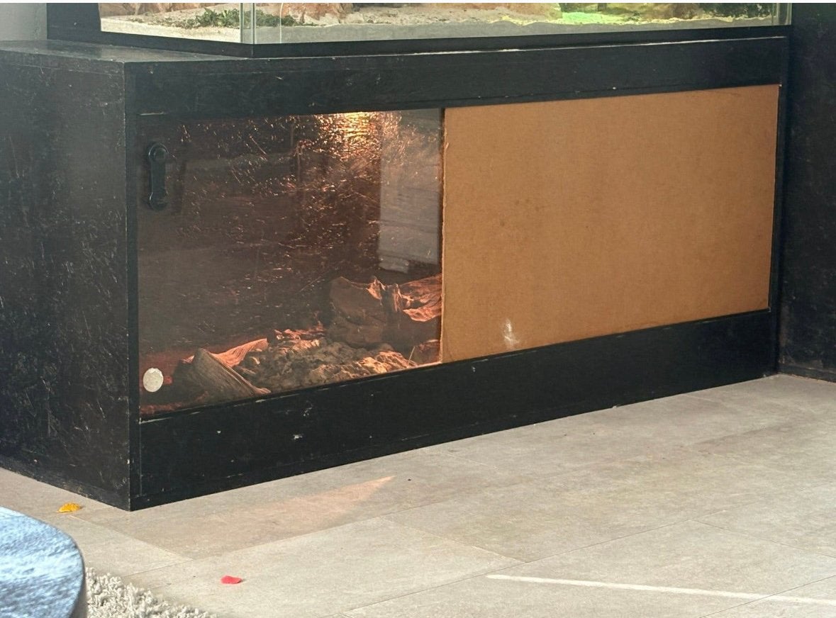 koningspython+terrarium Ball Python photo 6