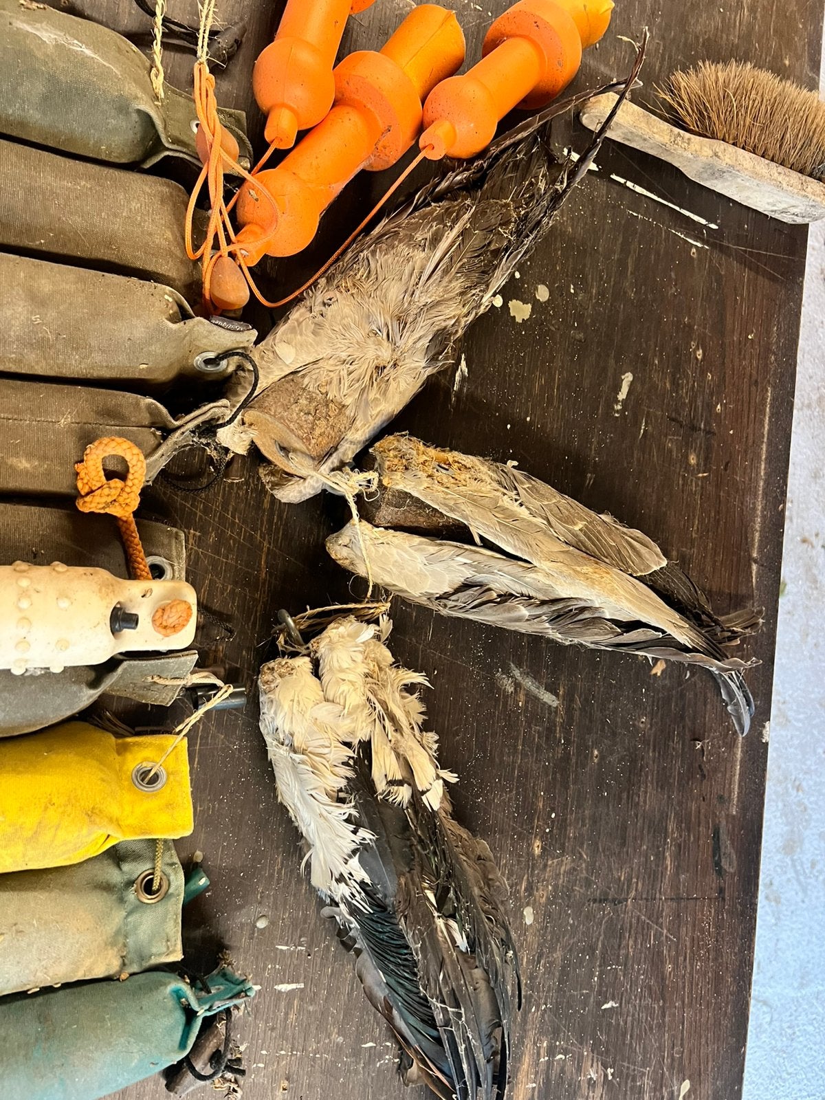 Dummy’s voor hondensport, Ophalen of Verzenden