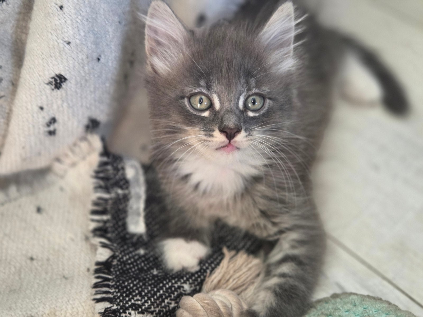 Nog 1 katertje wegens annulering, Dieren en Toebehoren, Kater, 0 tot 2 jaar