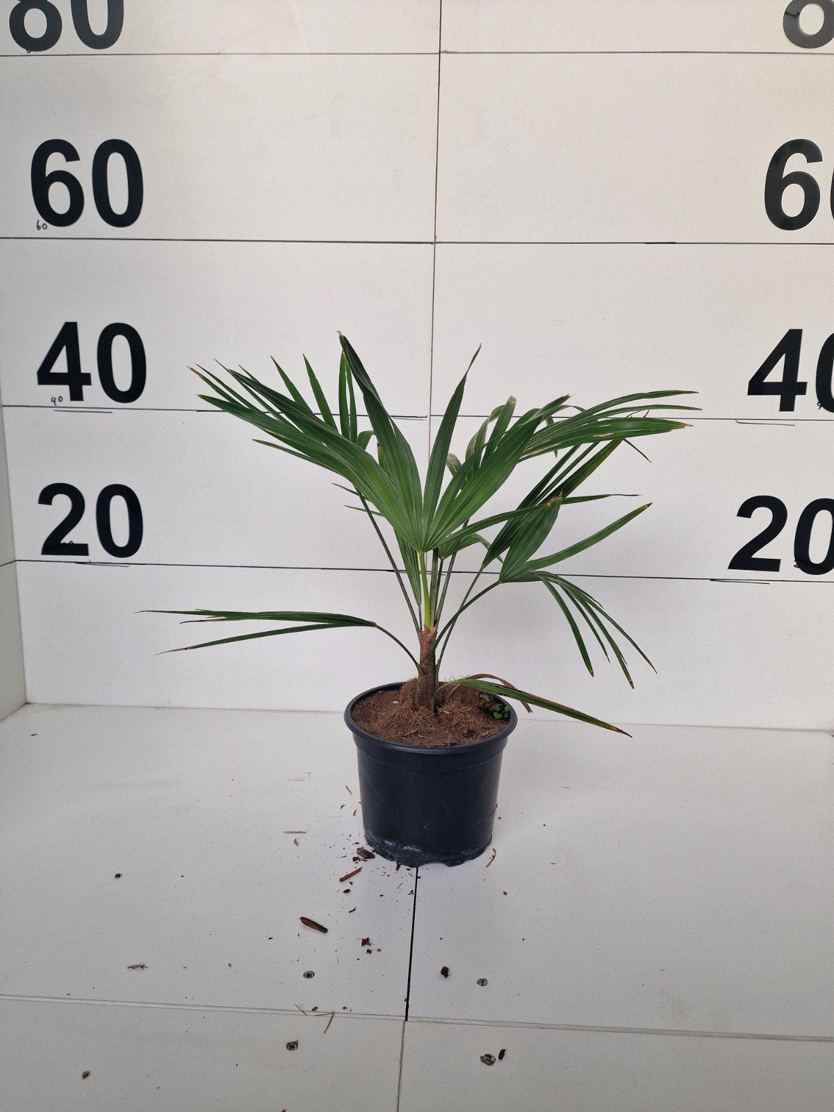 Trachycarpus wagnerianus x princeps - Winterharde palm, Overige soorten, Volle zon, Vaste plant, Ophalen of Verzenden