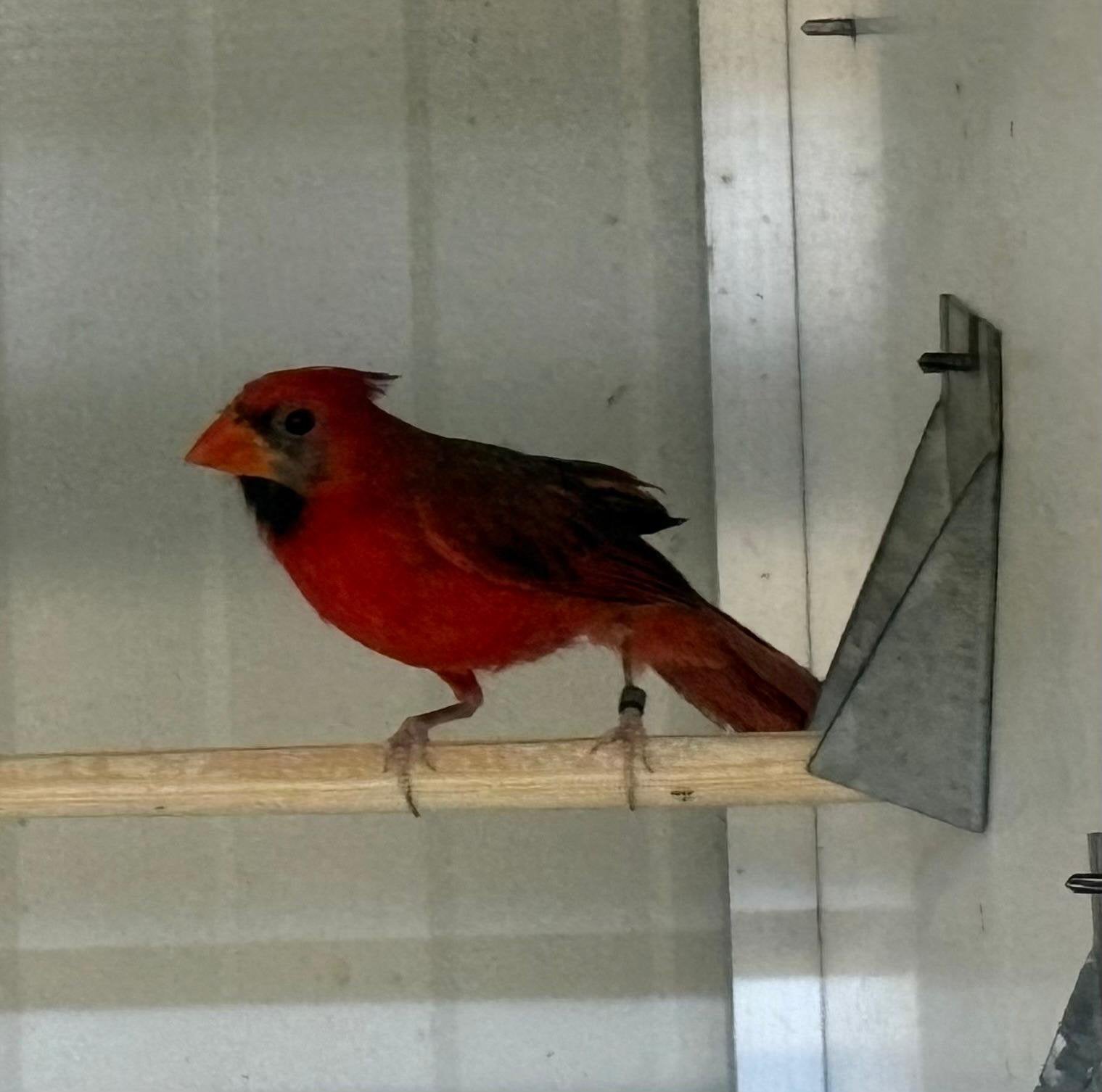 Gevraagd  rode kardinalen op kleut , ook losse man, Dieren en Toebehoren, Meerdere dieren, Tropenvogel, Geringd