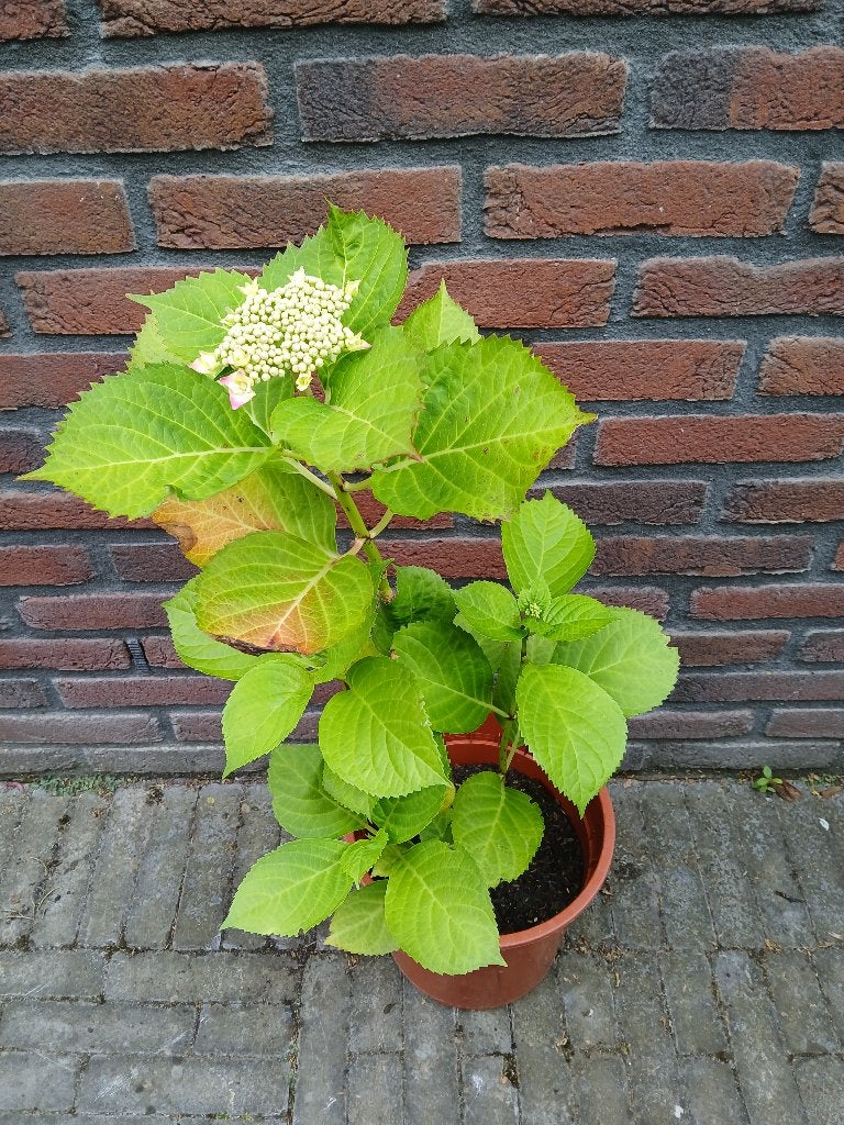 Te koop roze (scherm)hortensia H75 cm B32 cm, Tuin en Terras, Planten | Tuinplanten, Vaste plant, Halfschaduw, Zomer, Ophalen