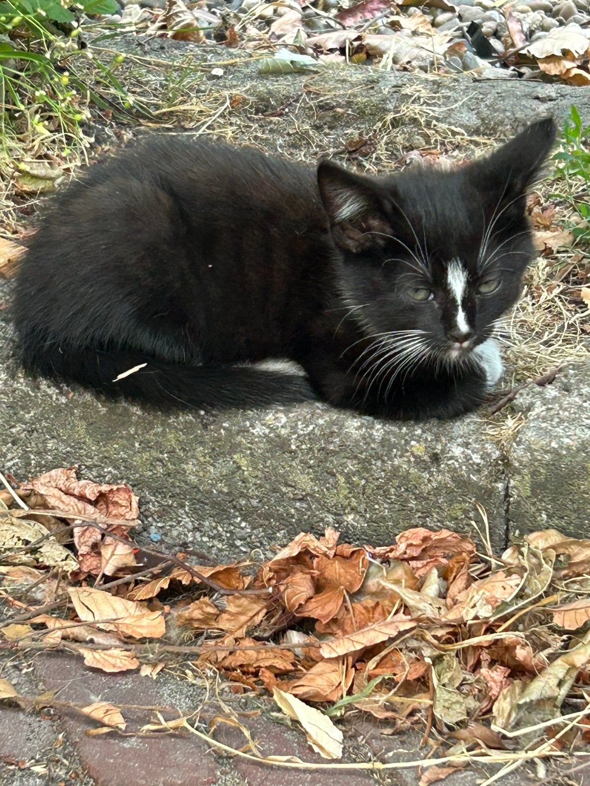 Te koop lekkere speelse en lieve kittens, Meerdere dieren, Kortharig, 0 tot 2 jaar