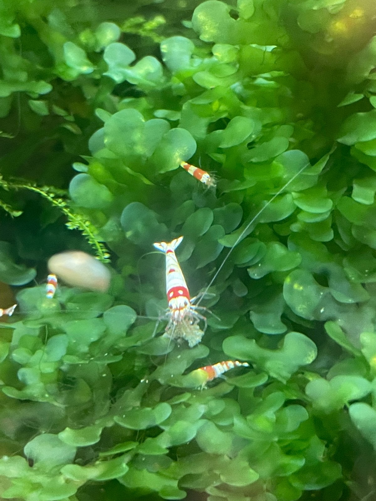 Garnalen mooie crystal red, Dieren en Toebehoren, Vissen | Aquariumvissen, Kreeft, Krab of Garnaal