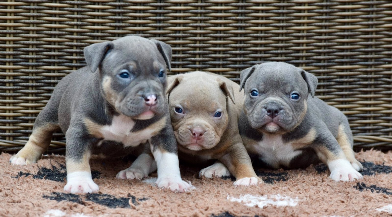 Foto 18 van 🔥American bully pups uit grand champion line, tricolors