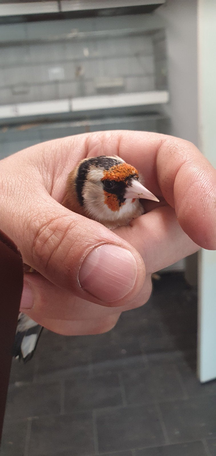 Putter anatolia man, Dieren en Toebehoren, Vogels | Overige Vogels, Mannelijk, Wildzangvogel
