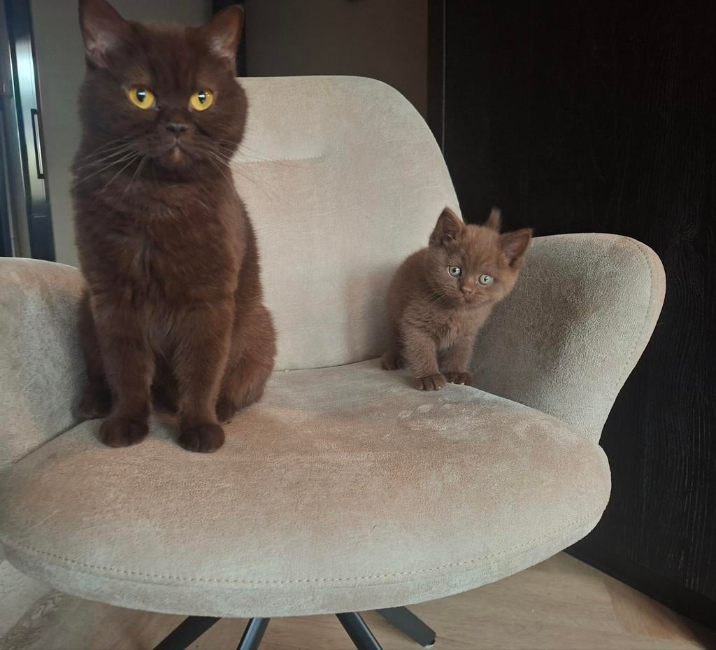 Britse Korthaar kitten, Dieren en Toebehoren, Katten en Kittens | Raskatten | Korthaar, Kater, 0 tot 2 jaar
