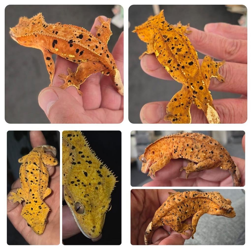 Unieke  Wimpergecko  / Crested Gecko Crested Gecko - unknown for sale from StanleyH