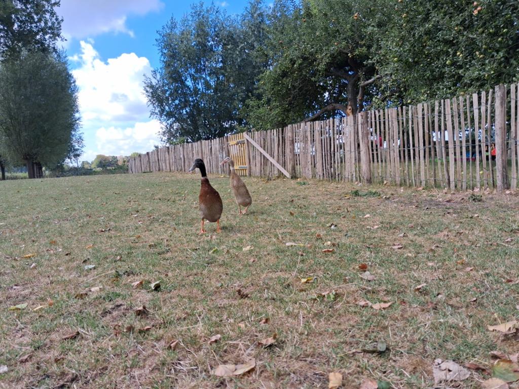 Woerd eend gezocht, Dieren en Toebehoren, Pluimvee, Mannelijk, Eend