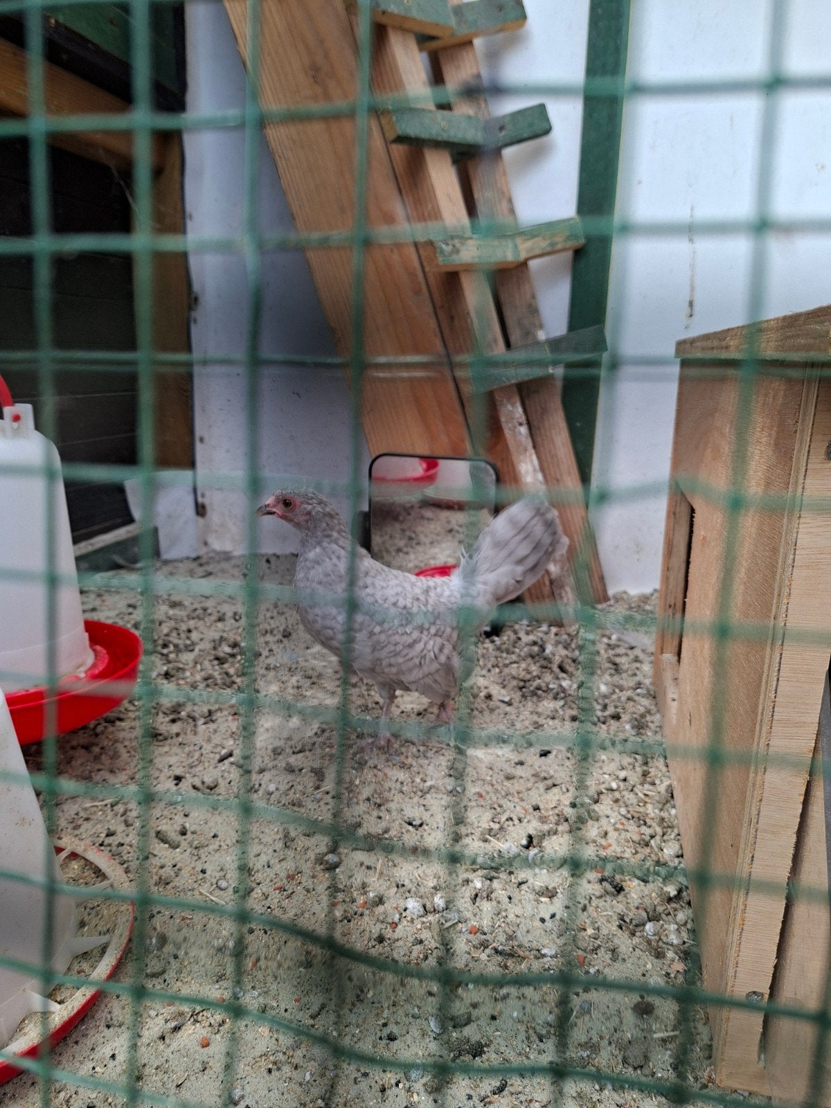 hollandse kriel hen, Dieren en Toebehoren, Pluimvee, Vrouwelijk, Kip