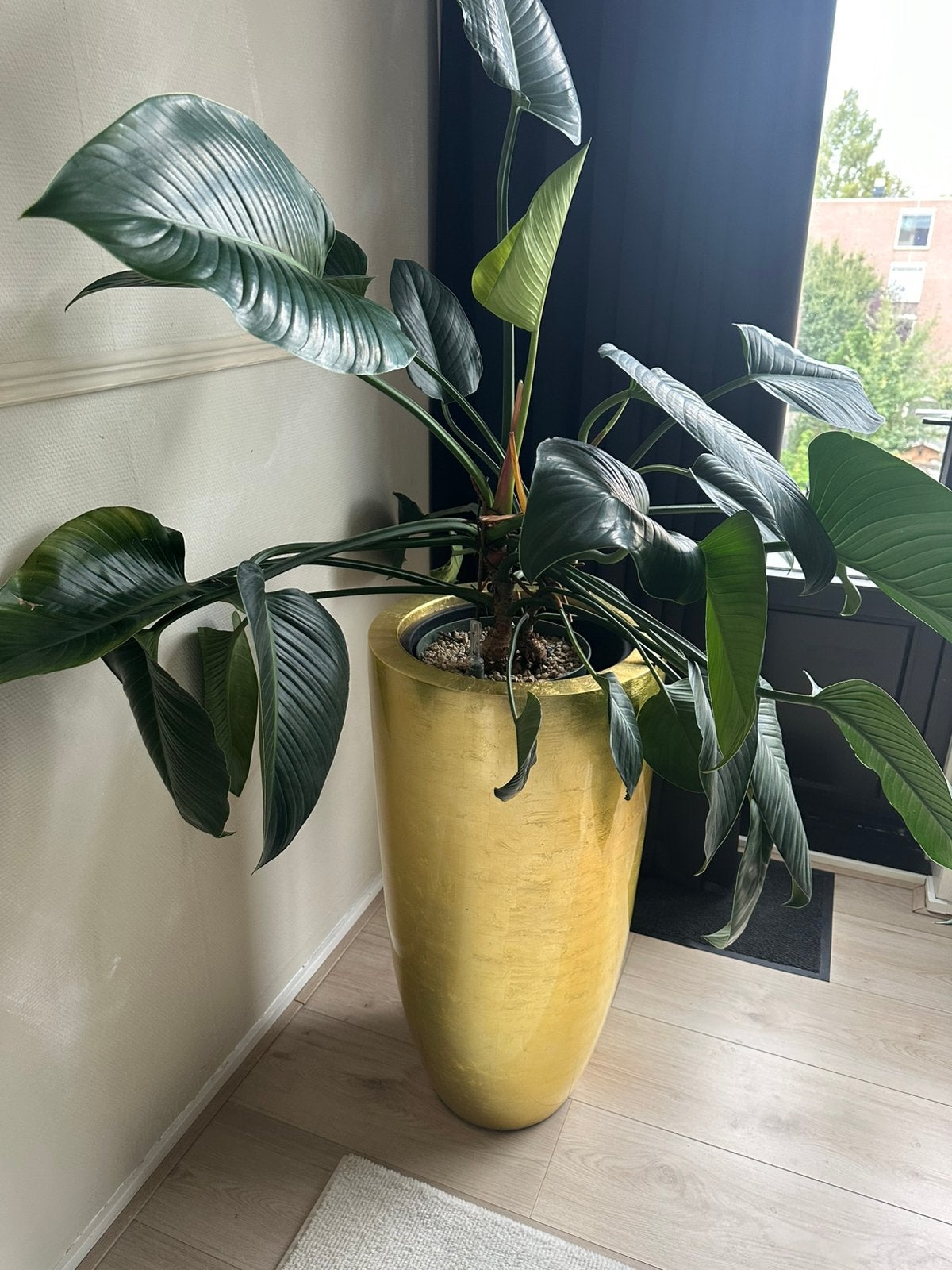 Grote goude design bloempot met plant, Ophalen, Overige materialen, 40 cm of meer, Rond