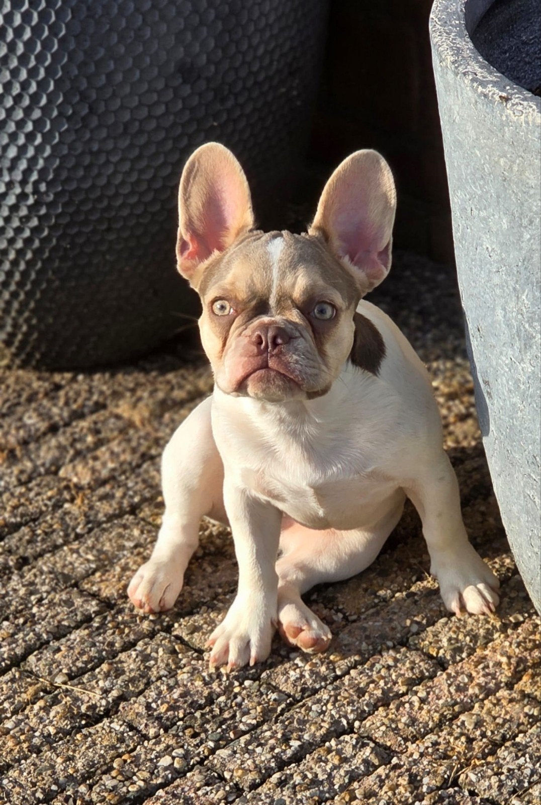 🩷 prachtig franse bulldog teefje 🩷, 15 weken tot 1 jaar, CDV (hondenziekte), Teef, Bulldog