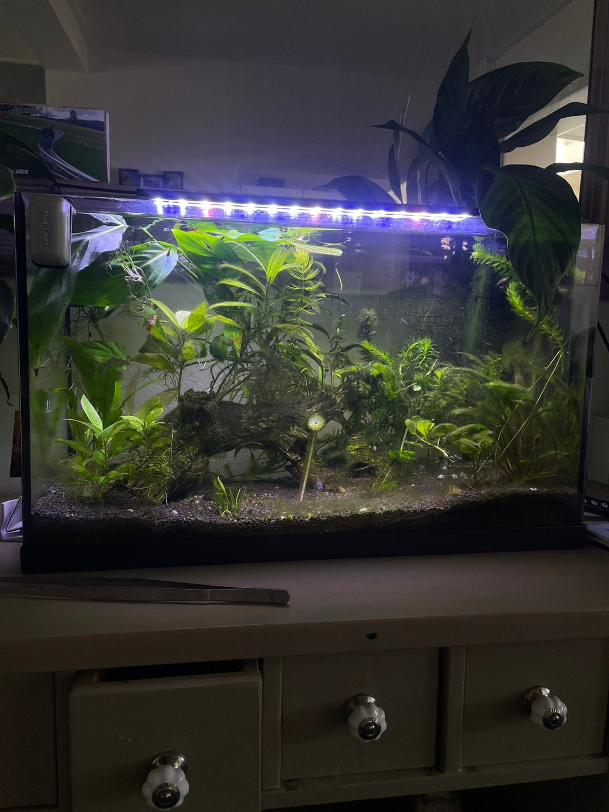 Aquarium met vissen, Ophalen, Zo goed als nieuw, Gevuld zoetwateraquarium