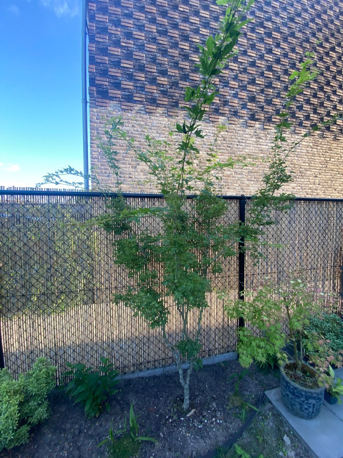 Acer palmatum ‘Butterfly’ meerstammig, Tuin en Terras, Ophalen, Bloeit niet, Halfschaduw, Overige soorten