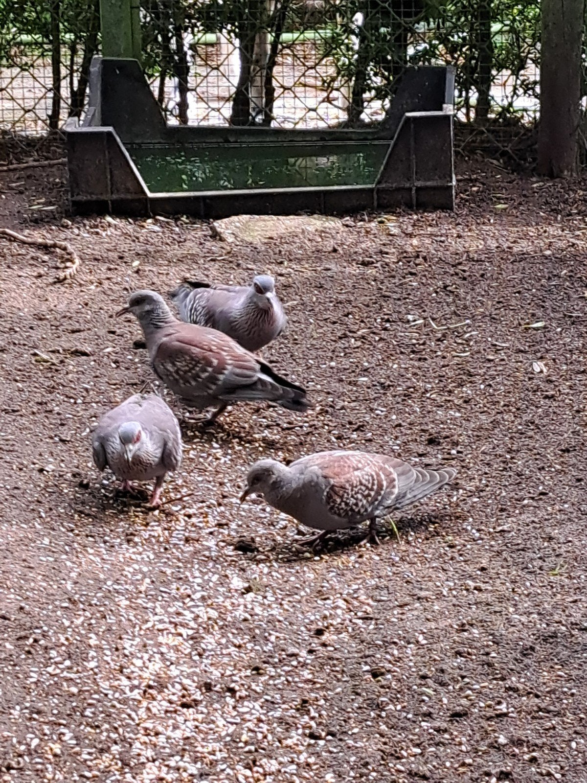 Guinea duiven te koop, Dieren en Toebehoren, Pluimvee, Meerdere dieren