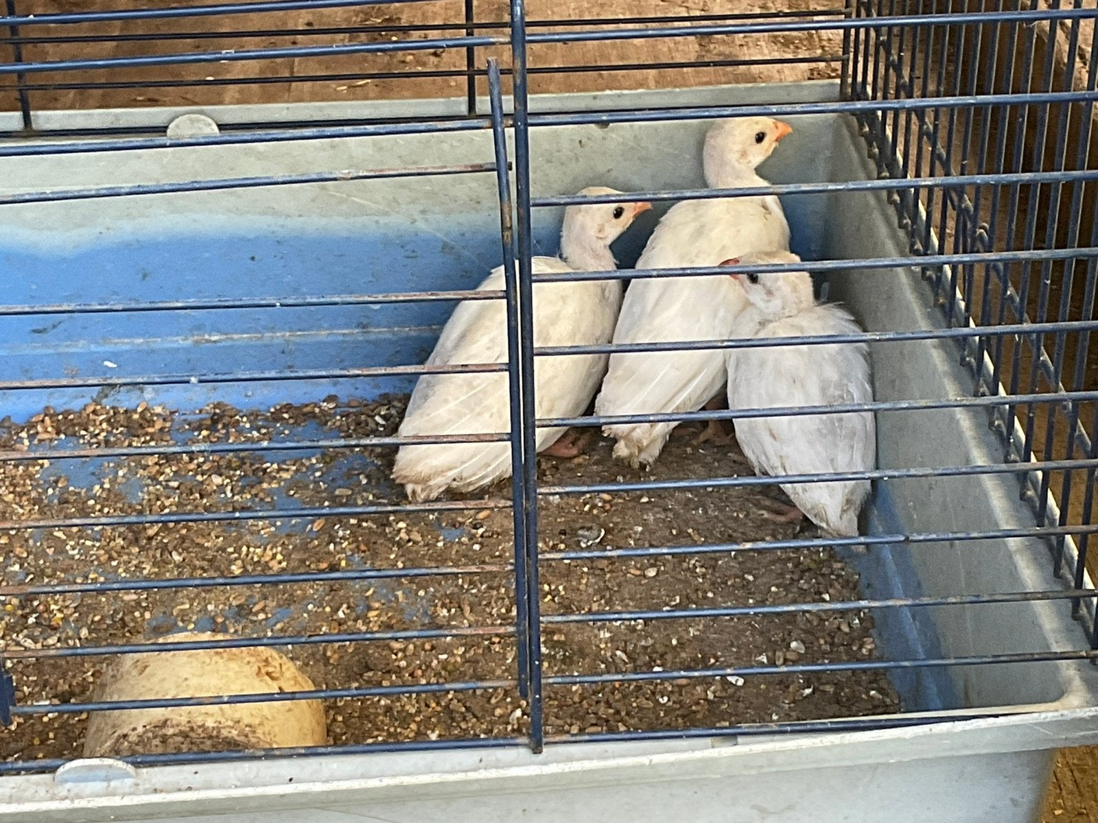 Parelhoender/jonge parelhoenders /poelepetaat, Meerdere dieren, Eend