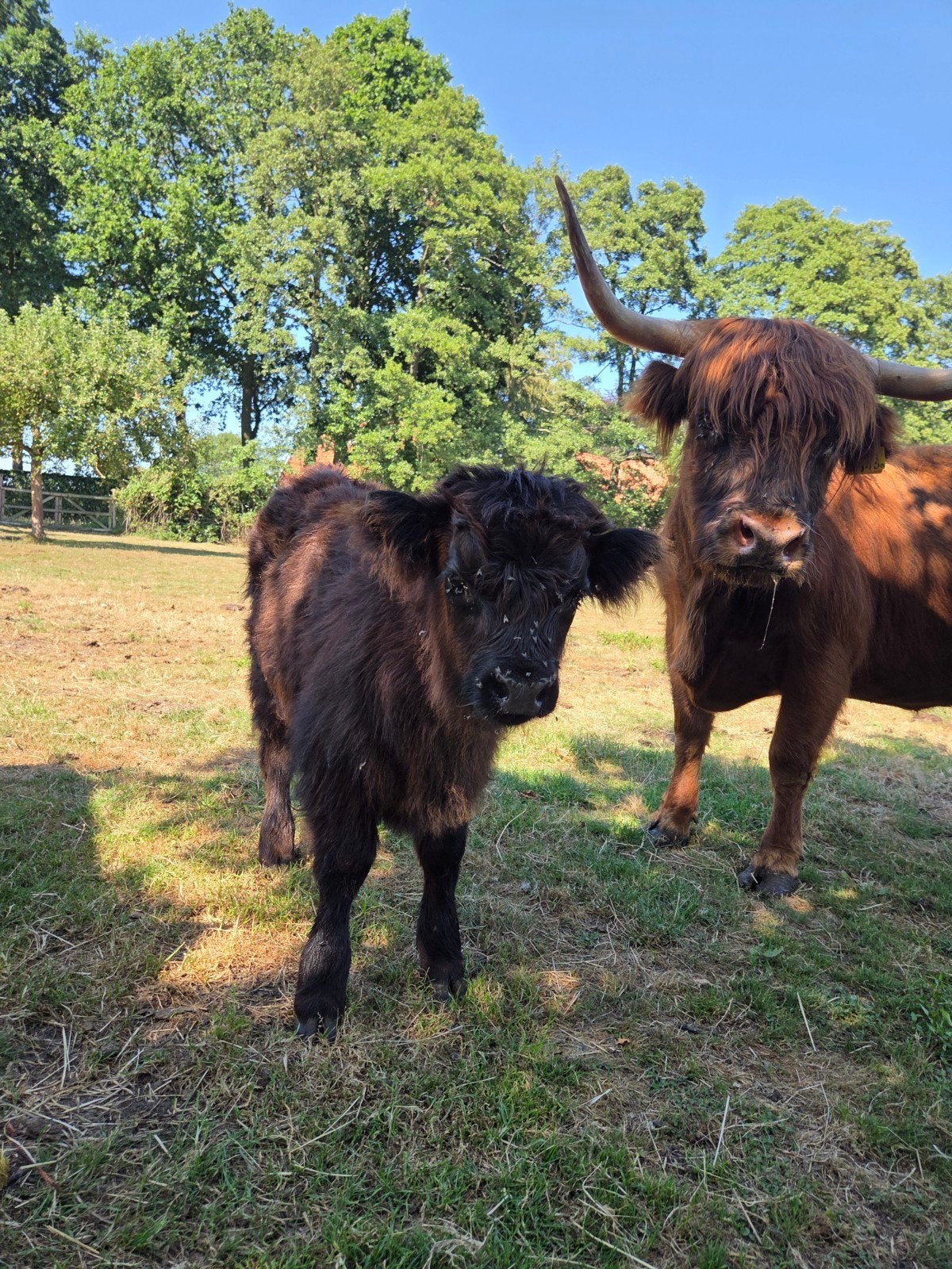mooi koppel schotse hooglanders tekoop!, Meerdere dieren, 0 tot 2 jaar
