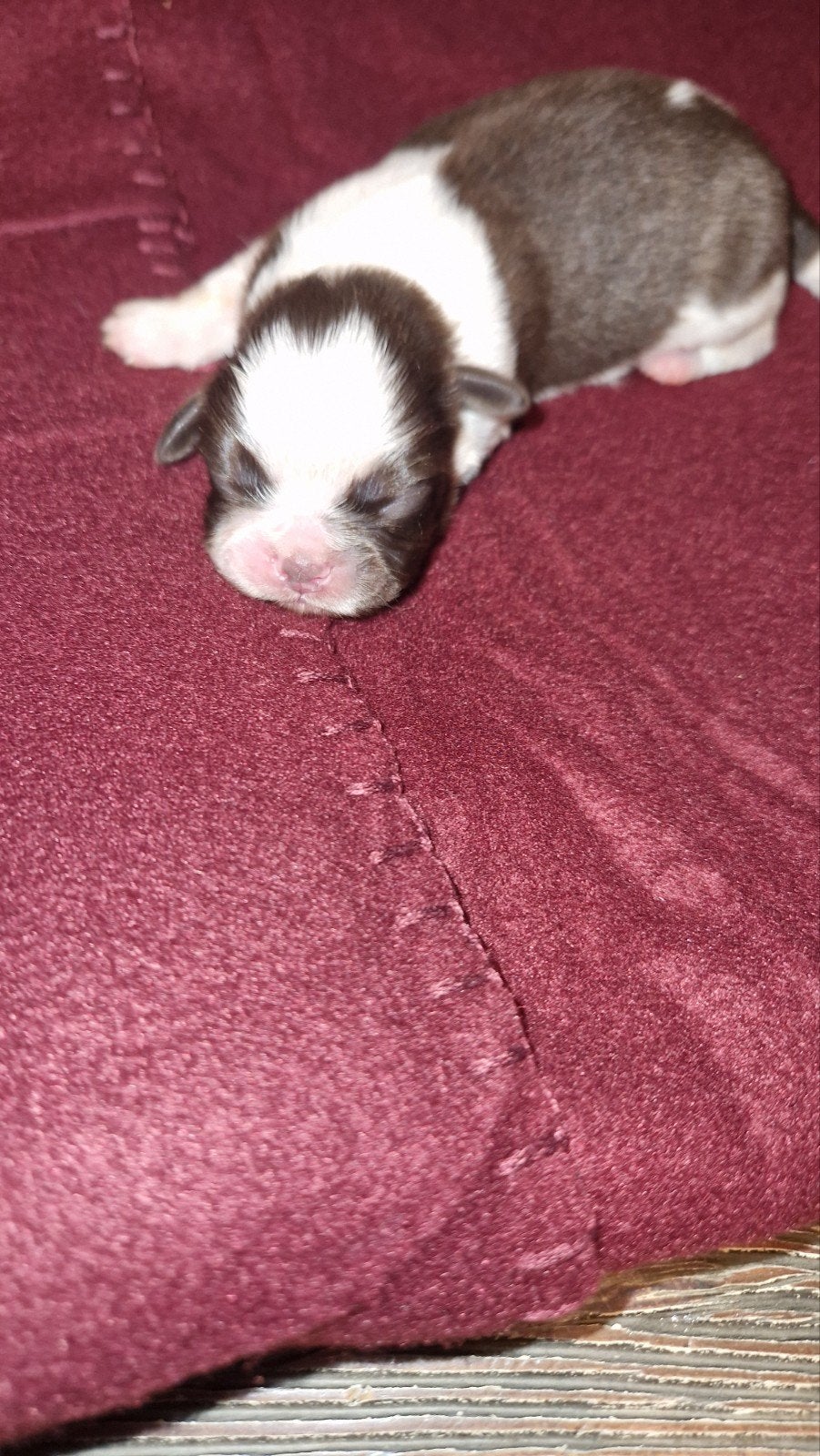 raszuivere shih tzu pups nog1bruinwitreutje beschikbaar🐶🩵, Overige rassen, 8 tot 15 weken, Meerdere, Meerdere dieren