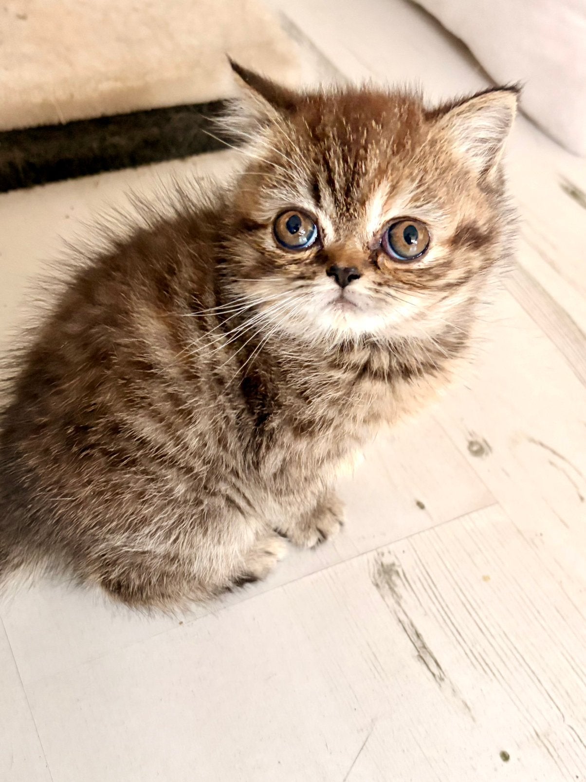 Exotic/Pers kittens, Poes, Ontwormd, 0 tot 2 jaar