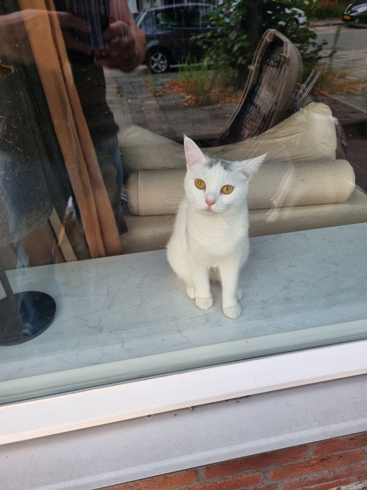 Katje gratis af te halen, Dieren en Toebehoren, Poes