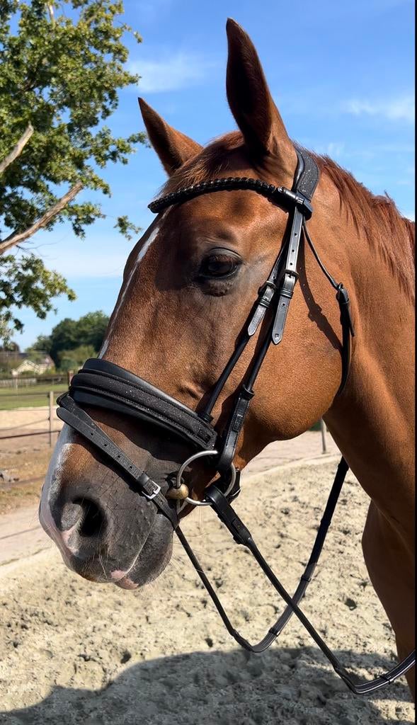 Cavaleros magnetic therapy bridle maat Full, Dieren en Toebehoren, Ophalen, Zo goed als nieuw