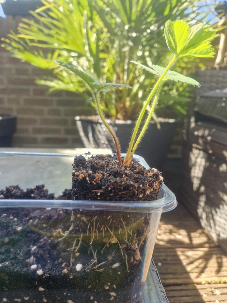 Aardbeienplanten (jong) biologisch, Volle zon, Vaste plant, Ophalen of Verzenden, Zomer