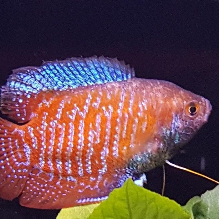 Colisa lalia, Dieren en Toebehoren, Vis