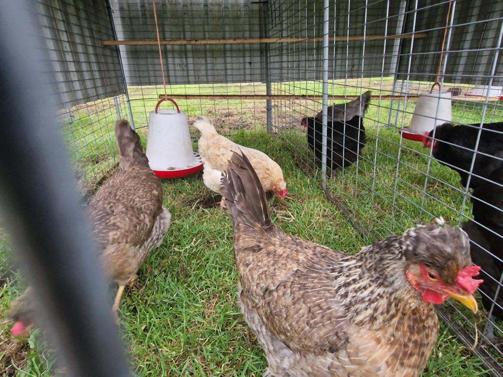 Te koop 3 cream legbar hennen, Dieren en Toebehoren, Vrouwelijk, Kip