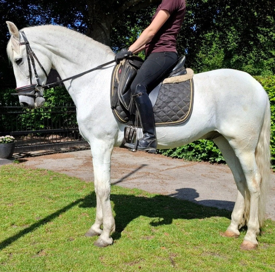 Topbrave 12 jr recreatie-manege E pony 1,56, Dieren en Toebehoren, Pony's, B, Ruin, 11 jaar of ouder, Recreatiepony