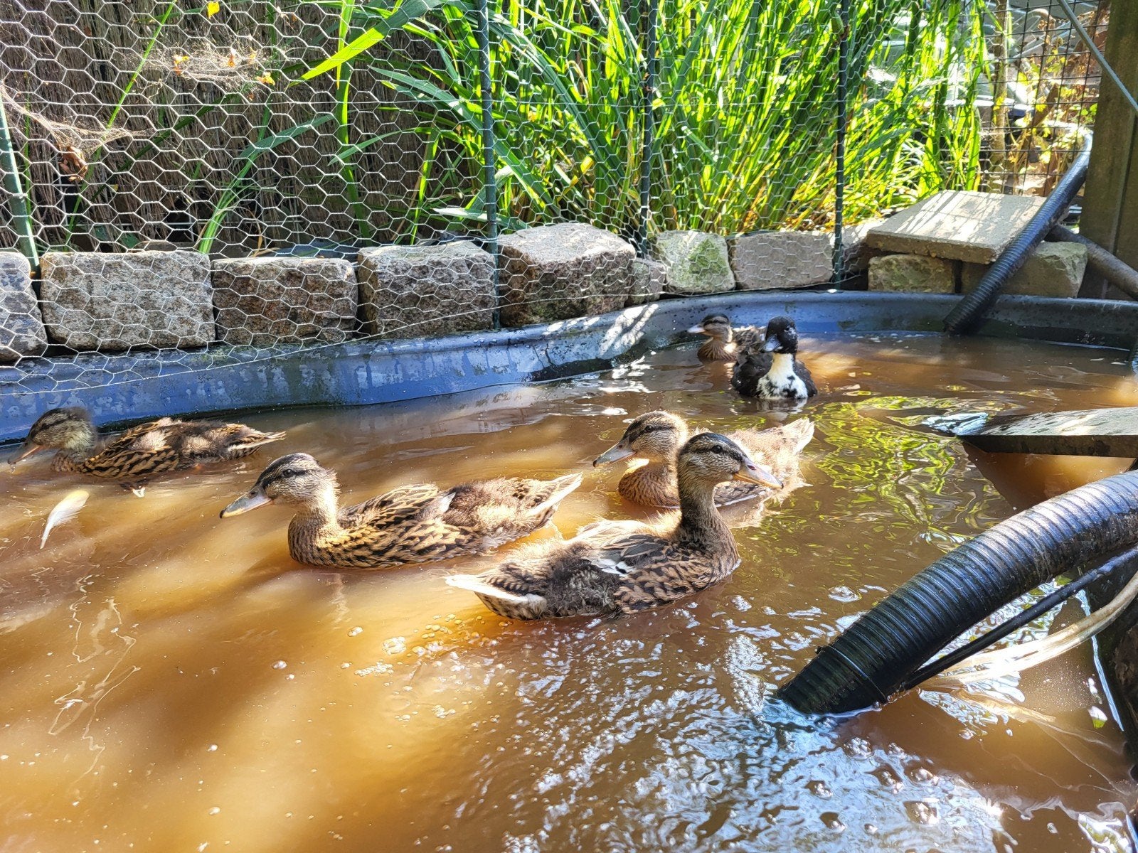 Pullen wilde eend kruising hollandse kwaker, Dieren en Toebehoren