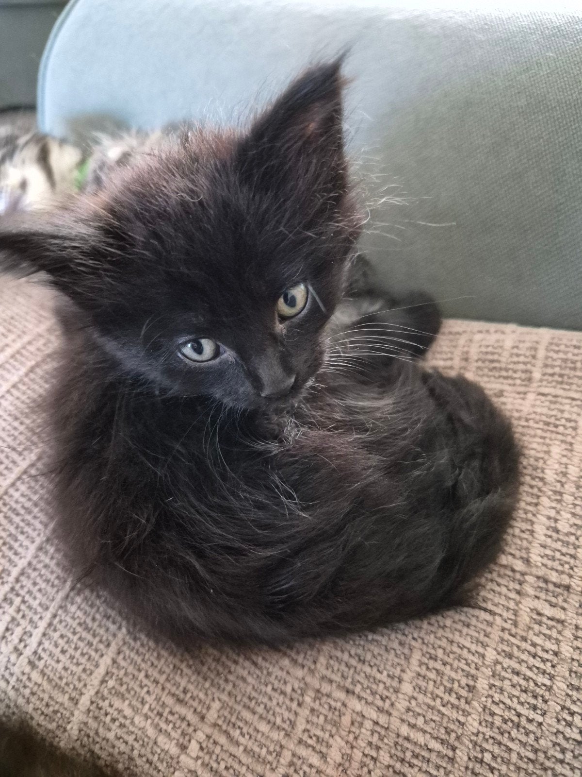 kittens maine coon, Kater, Gechipt