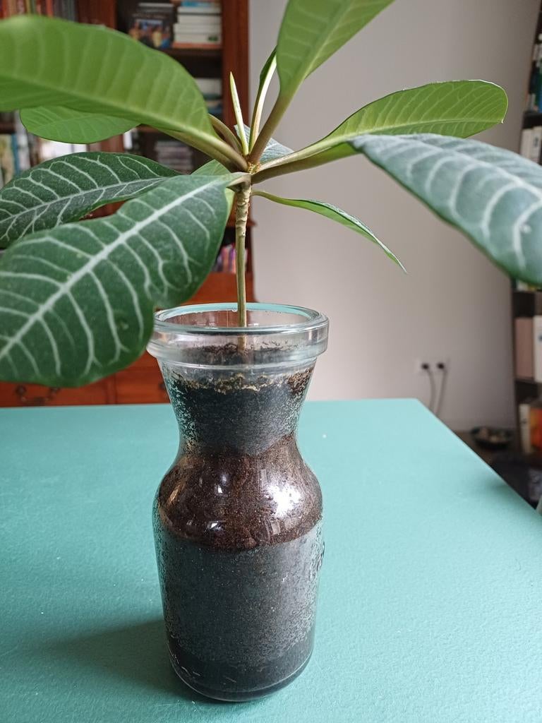 Euphorbia leuconeura, Ophalen, Minder dan 50 cm, Groen, Glas