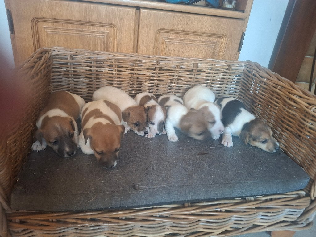 Jack russel pup, Dieren en Toebehoren, Jack Russell Terriër, 8 tot 15 weken, Meerdere, Meerdere dieren