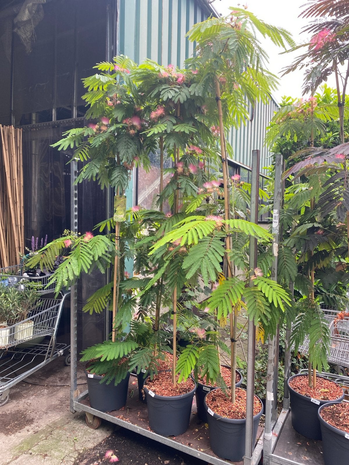 Albizia nu €90 Tropical Dream' / 'Evi's Pride' / 'Ombr, Volle zon, Vaste plant, Zomer, Ophalen