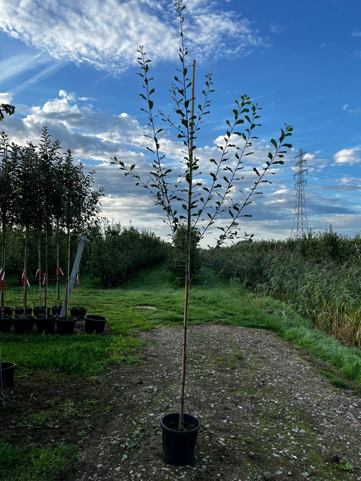 Mooie salix caprea, boswilg, boompje, potgeteeld!, Tuin en Terras, Overige soorten, Lente, 250 tot 400 cm, Ophalen