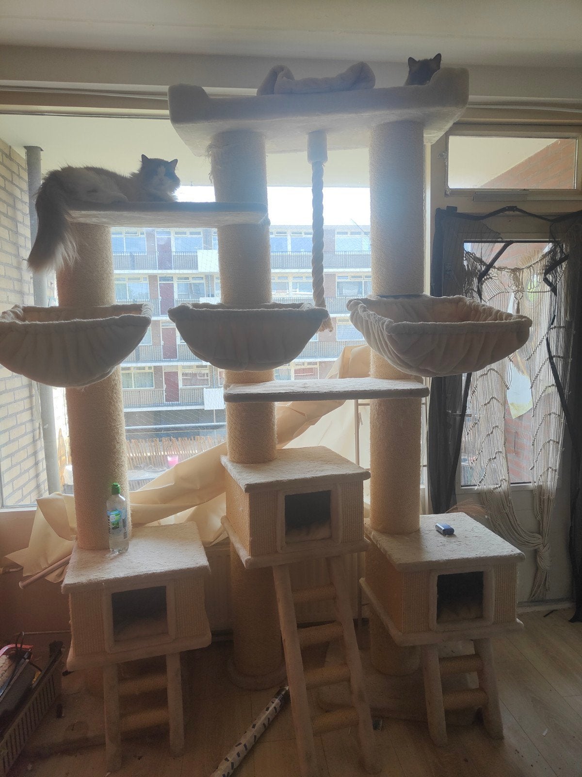Krabpaal (Petrebels), Dieren en Toebehoren, Katten en Kittens | Overige Katten