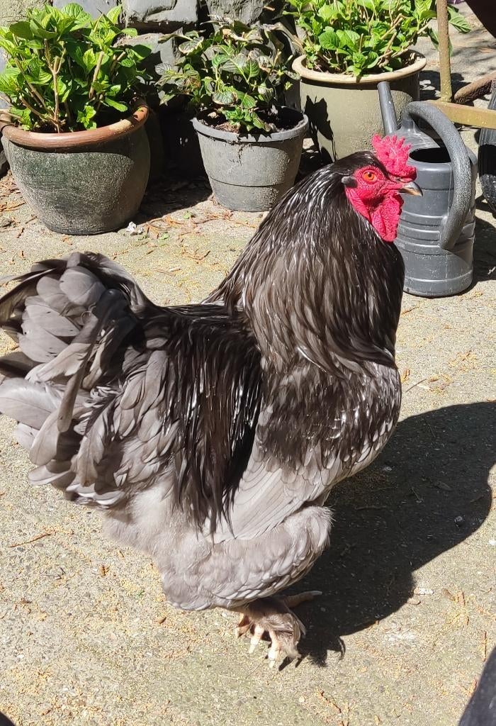 Lieve, makke Brahma haan, Mannelijk, Kip