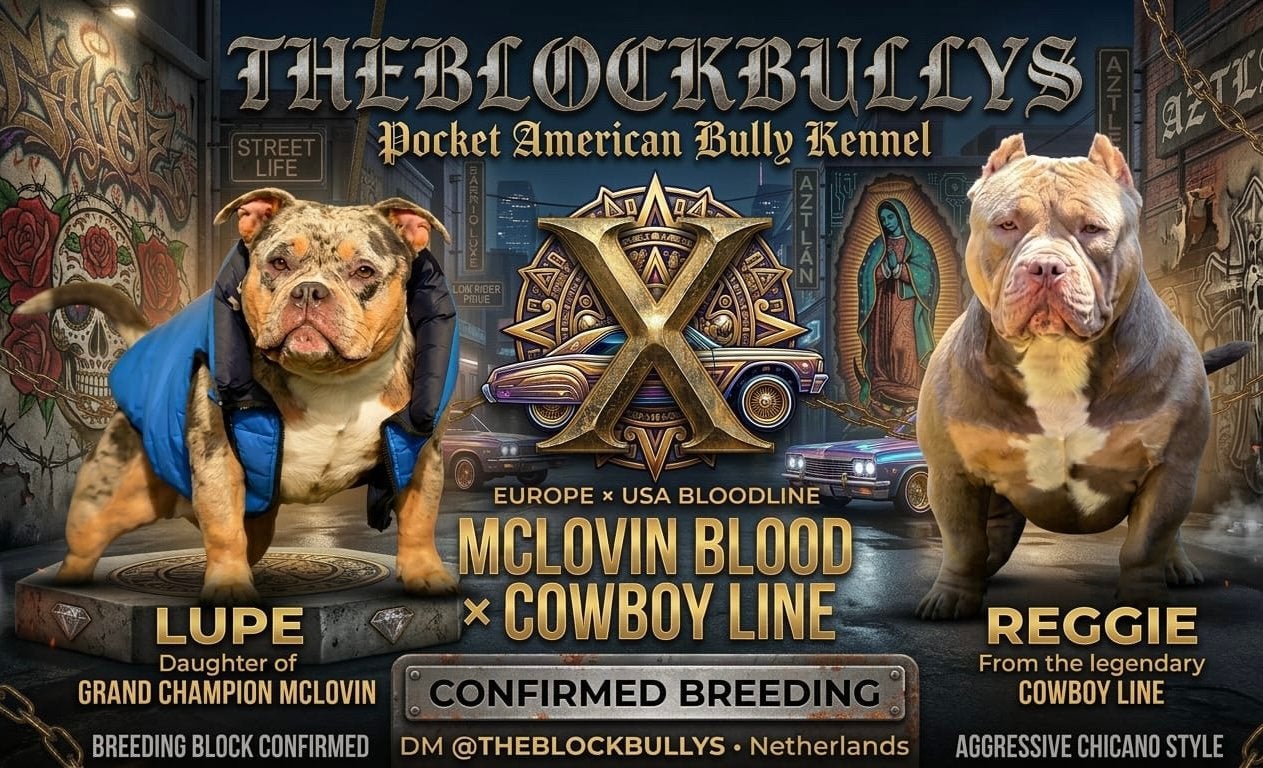 Prachtige American Bully Pocket pups beschikbaar, 8 tot 15 weken, Parvo, Bulldog, Meerdere