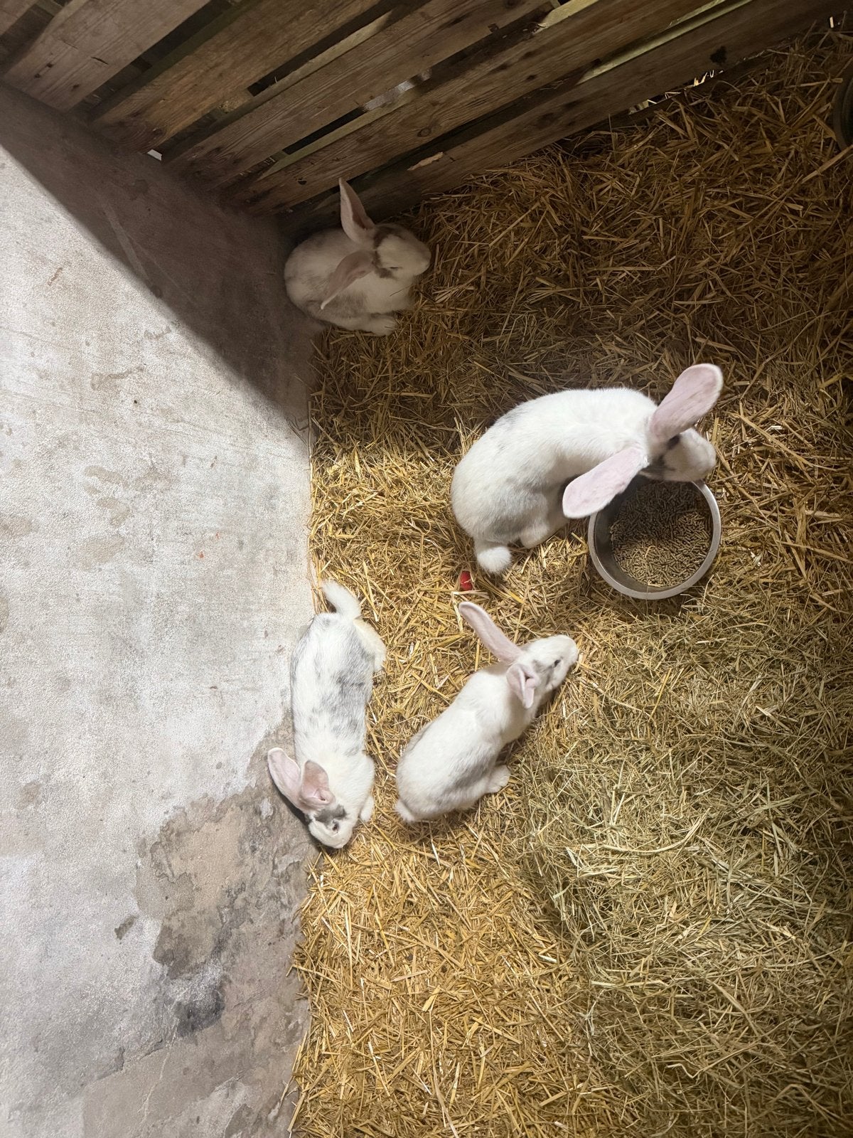 Vlaamse Reus Konijnen te koop, Dieren en Toebehoren, Konijnen, Groot, Meerdere dieren