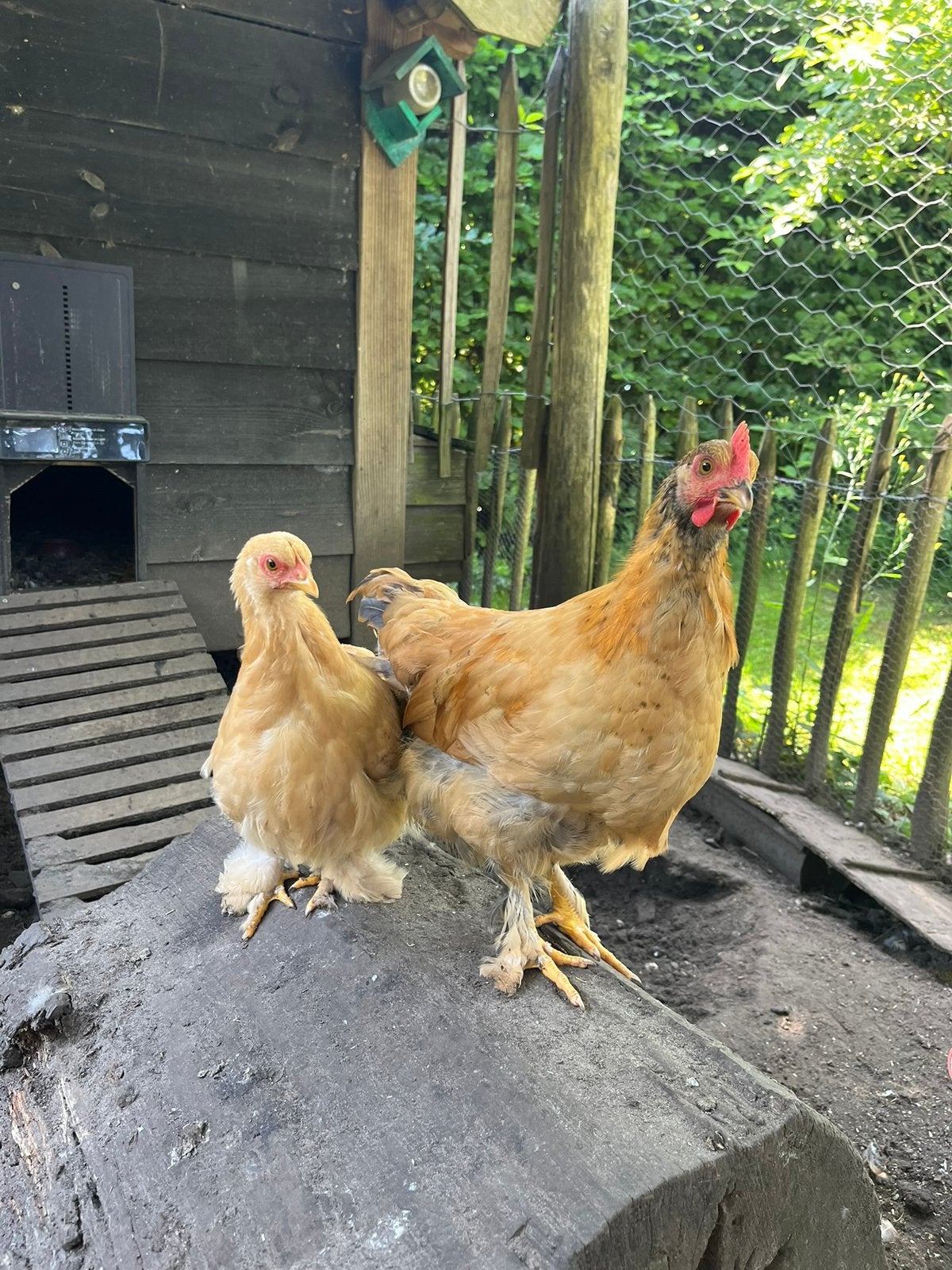 Wyandotte kriel haantje en hennetje, Meerdere dieren, Kip
