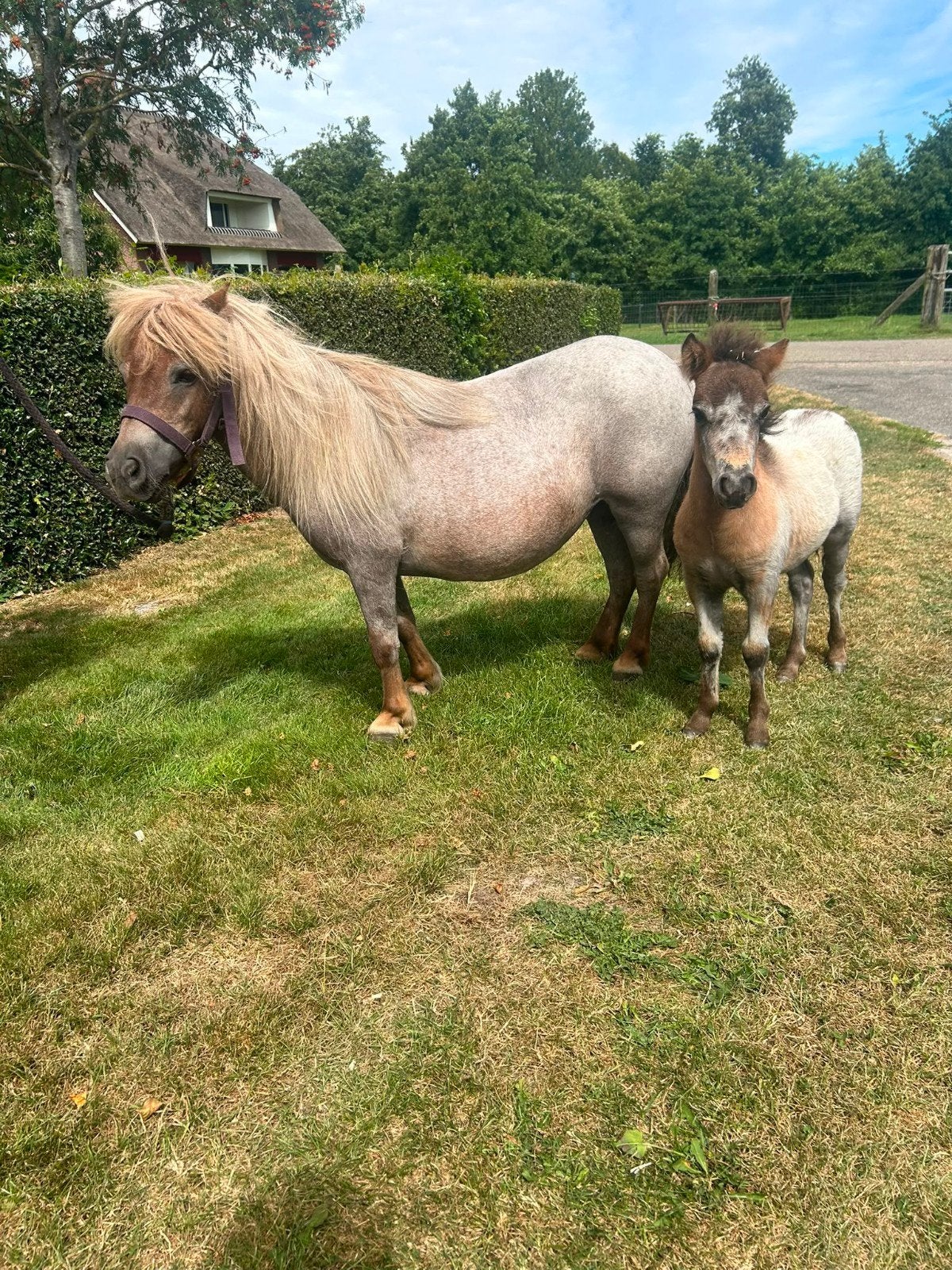 Een hele mooie roan gekleurde merrie, Dieren en Toebehoren, Merrie, A pony (tot 1.17m), Gechipt, Onbeleerd
