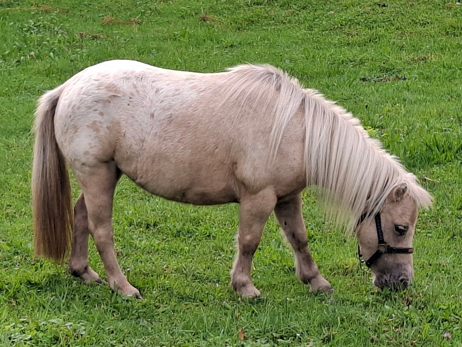 appaloosa palomino gestipte merrie en zwarte nmprs merrie, Merrie, A pony (tot 1.17m)