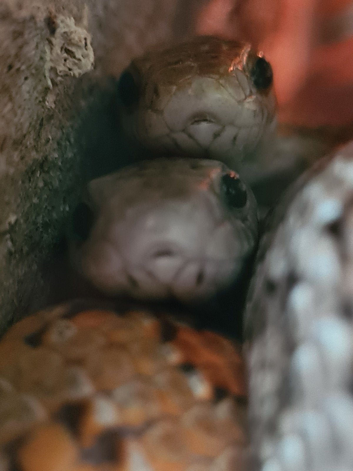 Koppel rattenslangen, Dieren en Toebehoren, Reptielen en Amfibieën, Slang, Tam, 3 tot 6 jaar