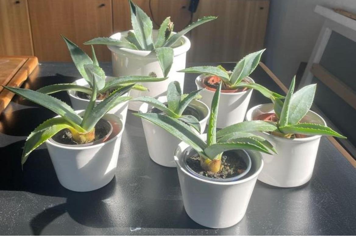 Mooie Bio Nederlandse blauwe Agave planten diverse maten, Ophalen of Verzenden, Minder dan 100 cm, In pot, Cactus