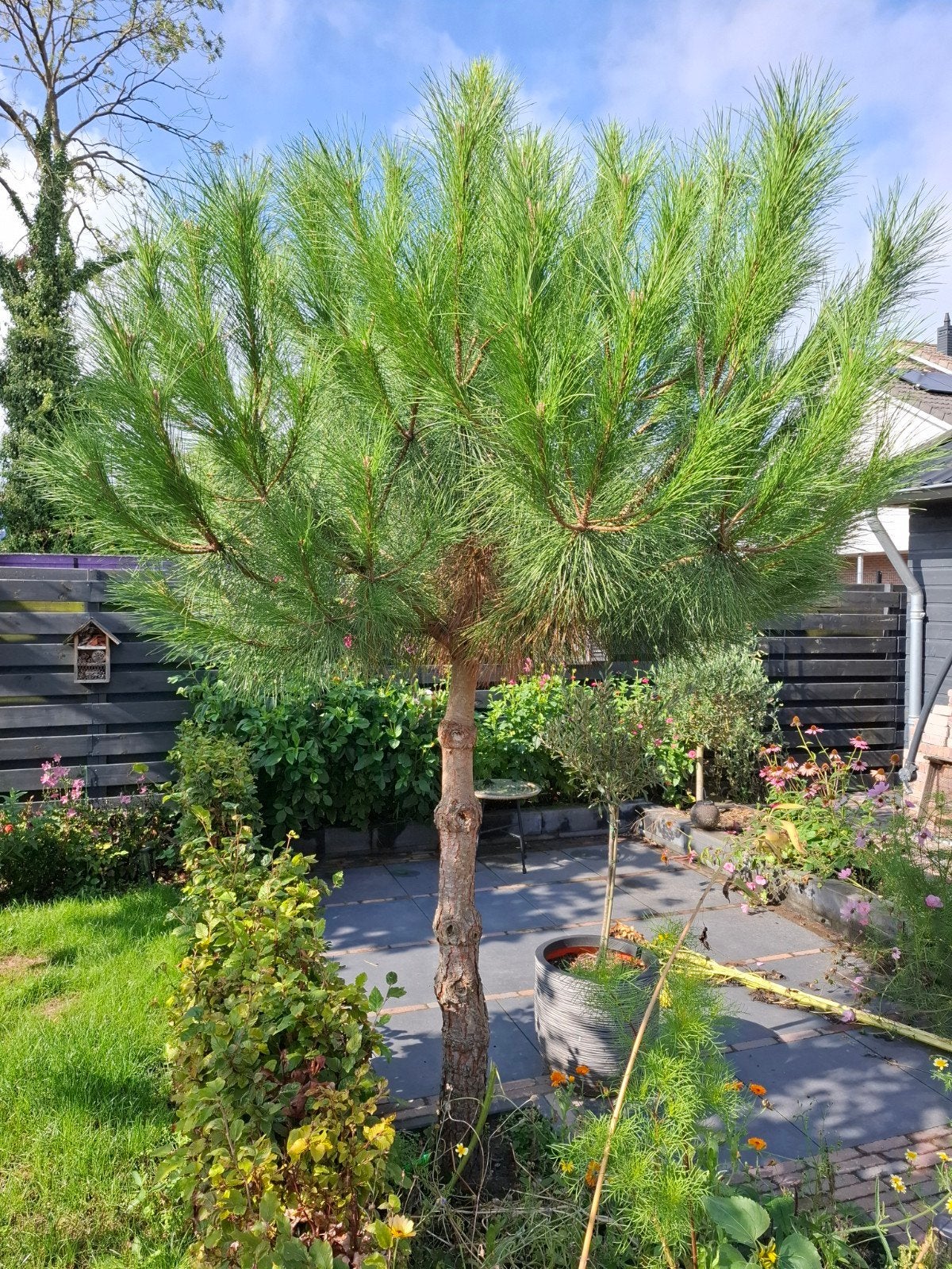Prachtige Dennenboom - Ideaal voor elke tuin, Tuin en Terras, Bloeit niet, Overige soorten, 250 tot 400 cm, Ophalen