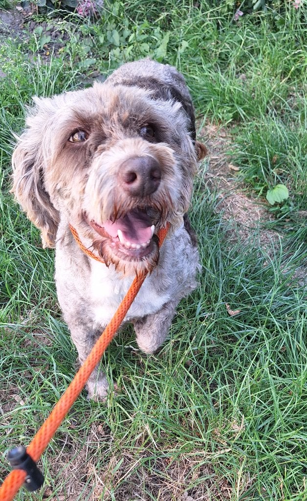 Ter adoptie Nina, 6 jaar of ouder, Parvo, Overige rassen, Teef